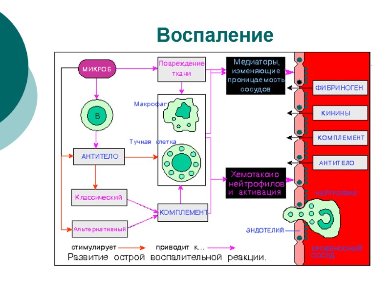 Воспаление